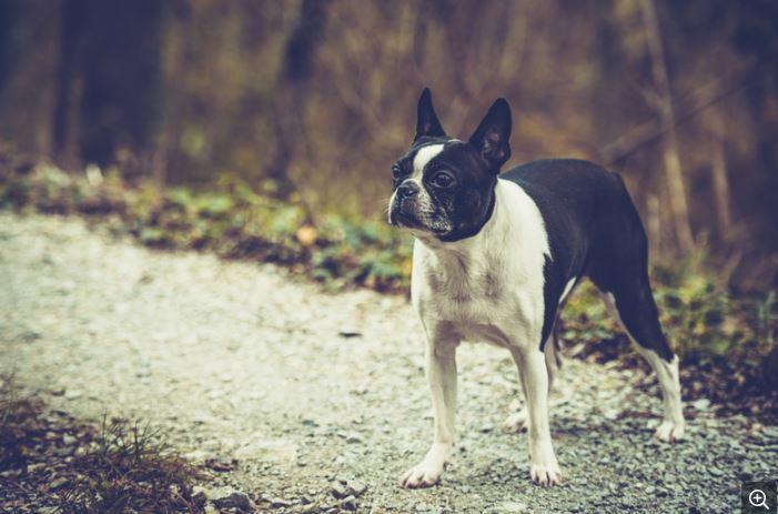 Nézzük meg közelebbről: a boston terrier